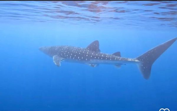 לא חושש מהחות'ים: הדג הגדול ביותר בעולם קפץ לביקור באילת