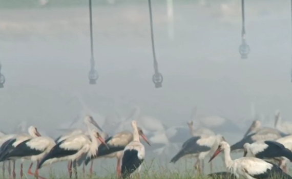 לא חוששות: החסידות התרעננו למקלחת קרירה בצפון