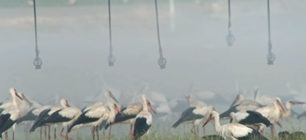 לא חוששות: החסידות התרעננו למקלחת קרירה בצפון