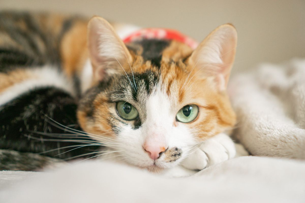 יום החתול הבינלאומי: 10 דברים שלא ידעתם על החיה הפרוותית