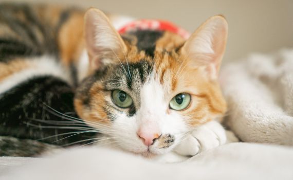 יום החתול הבינלאומי: 10 דברים שלא ידעתם על החיה הפרוותית