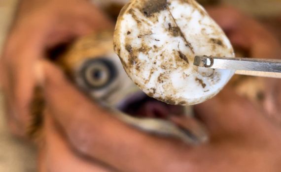 עוף דורס נחנק מפקק של בקבוק; הפקח הציל אותו: צפו