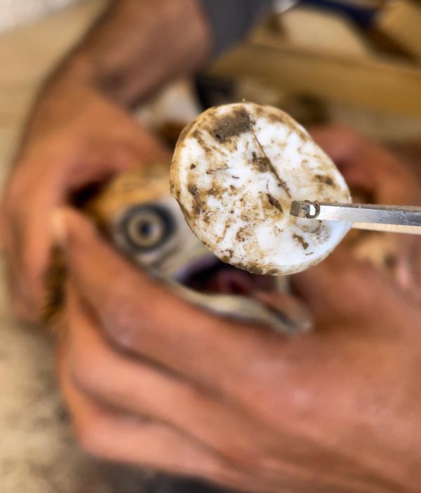 עוף דורס נחנק מפקק של בקבוק; הפקח הציל אותו: צפו