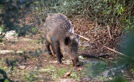 בתוך 4 חודשים: צניחה במפגש של תושבי חיפה עם חזירי בר