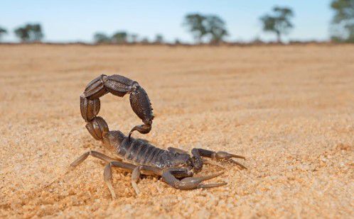 אירוע חריג: ילד במצב קשה לאחר עקיצת עקרב