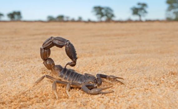 אירוע חריג: ילד במצב קשה לאחר עקיצת עקרב