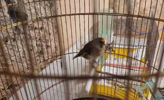 ערבי ממזרח י-ם נעצר בחשד לסחר בלתי חוקי בציפורים