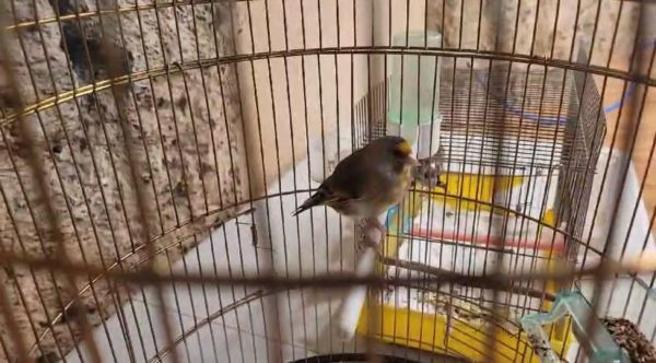 ערבי ממזרח י-ם נעצר בחשד לסחר בלתי חוקי בציפורים