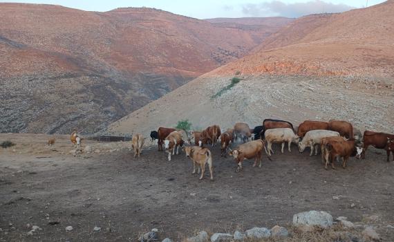 נקודות ההתיישבות היהודיות שמטרפדות את התכנית למדינה פלסטינית
