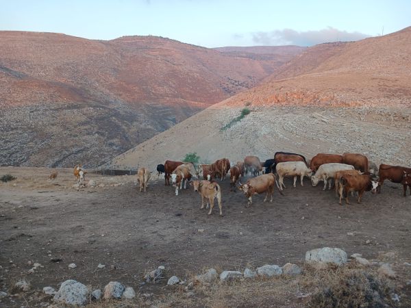 נקודות ההתיישבות היהודיות שמטרפדות את התכנית למדינה פלסטינית