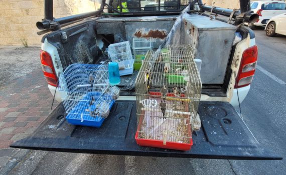 בכלובי סורגים: ציפורים מוגנות חולצו מבית בירושלים