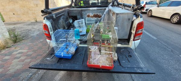 בכלובי סורגים: ציפורים מוגנות חולצו מבית בירושלים