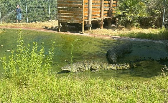 אירוע חריג: תנין תקף מטפל בגן החיות התנ"כי, מצבו קשה