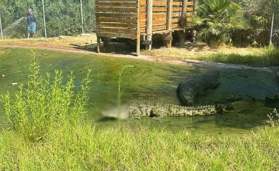 ניתוח של 9 שעות: עדיין קשה מצבו של המטפל שנפצע מתנין