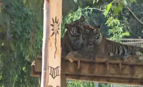 ט"ו באב: גם החיות בספארי חוגגות את חג האהבה