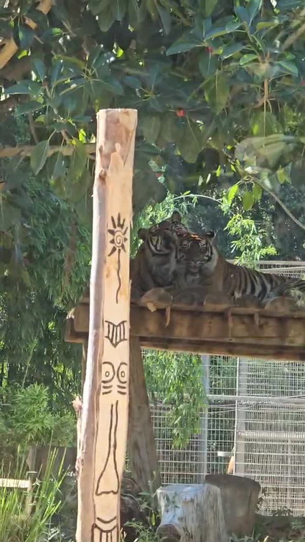ט"ו באב: גם החיות בספארי חוגגות את חג האהבה