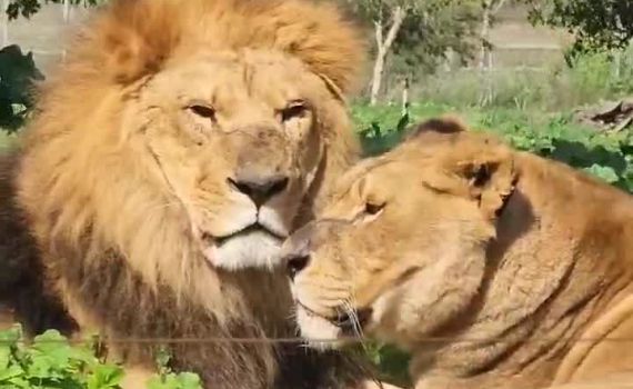 אחרי הטיגריסים: גם האריות מפגינים אהבה בספארי