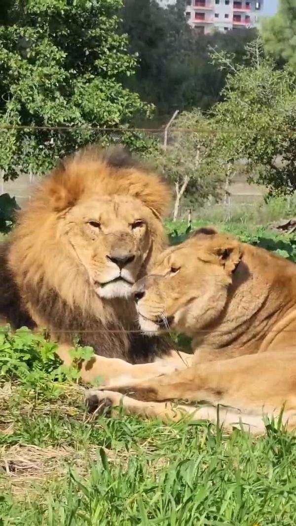 אחרי הטיגריסים: גם האריות מפגינים אהבה בספארי