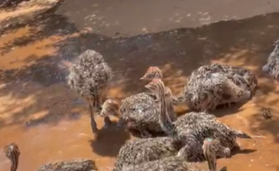 תגידו מזל טוב: לאמא בת יענה נולדו תשעה אפרוחים חדשים