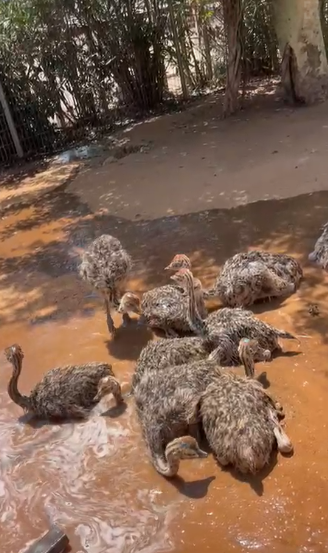 תגידו מזל טוב: לאמא בת יענה נולדו תשעה אפרוחים חדשים