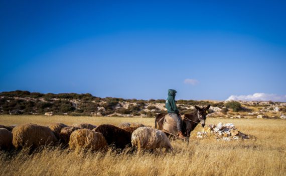 ברשות הפלסטינית מזהירים: הגבעות קובעות את הגבול בעזרת המרעה