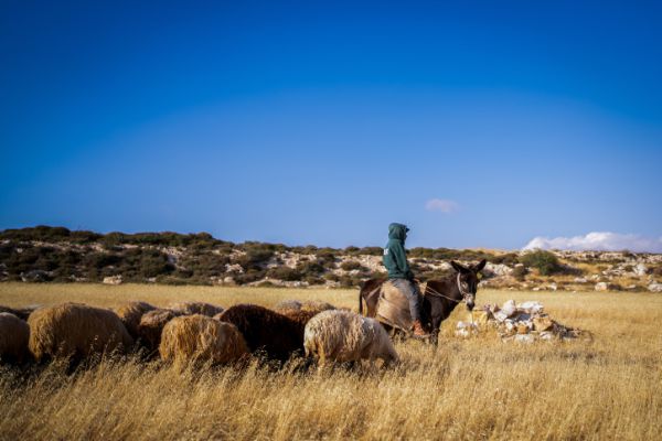 ברשות הפלסטינית מזהירים: הגבעות קובעות את הגבול בעזרת המרעה