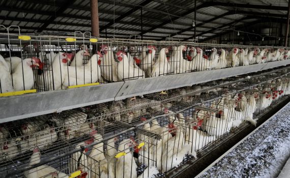 מקרה שלישי של שפעת העופות התגלה במושב נהלל