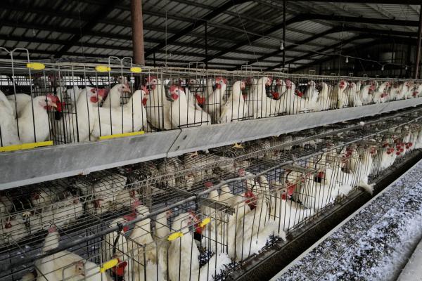 מקרה שלישי של שפעת העופות התגלה במושב נהלל