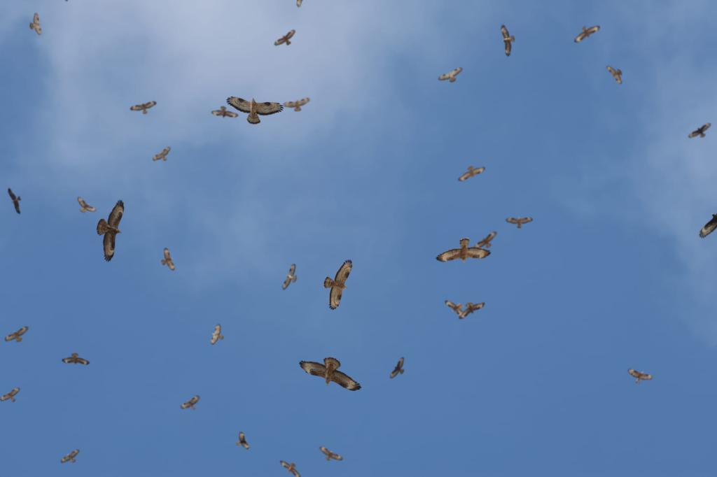 מחזה מרהיב: איות צרעים בנדידה ענקית מעל שמי ישראל