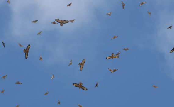 מחזה מרהיב: איות צרעים בנדידה ענקית מעל שמי ישראל