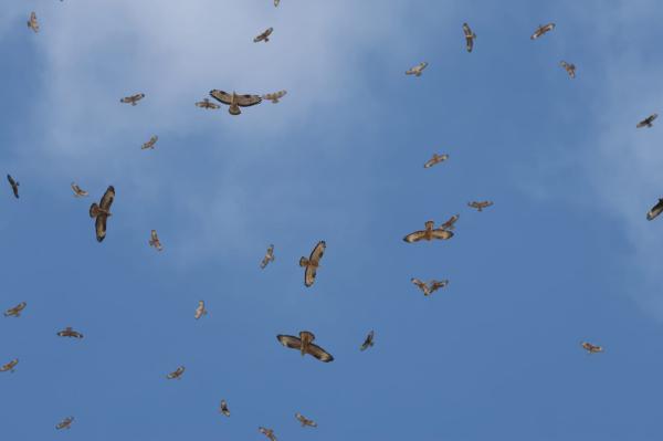 מחזה מרהיב: איות צרעים בנדידה ענקית מעל שמי ישראל