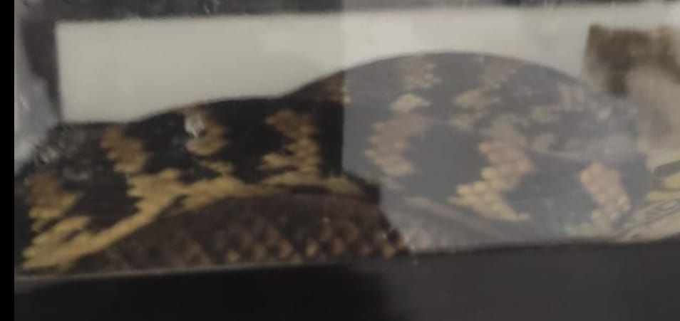 מזעזע: תושב פ"ת חשוד ששחט ארנבים כדי להאכיל נחשים