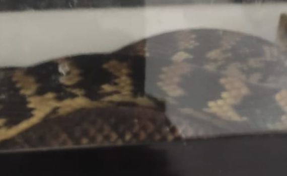 מזעזע: תושב פ"ת חשוד ששחט ארנבים כדי להאכיל נחשים