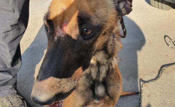 הכלבה שננטשה נפצעה מרסיסים, השוטר הציל את חייה