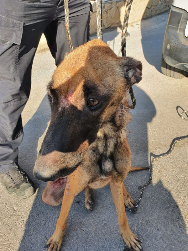 הכלבה שננטשה נפצעה מרסיסים, השוטר הציל את חייה