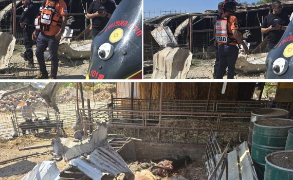כואב הלב: הכבשים והעיזים נהרגו מפגיעה ישירה