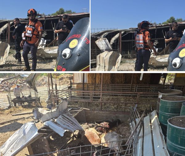 כואב הלב: הכבשים והעיזים נהרגו מפגיעה ישירה