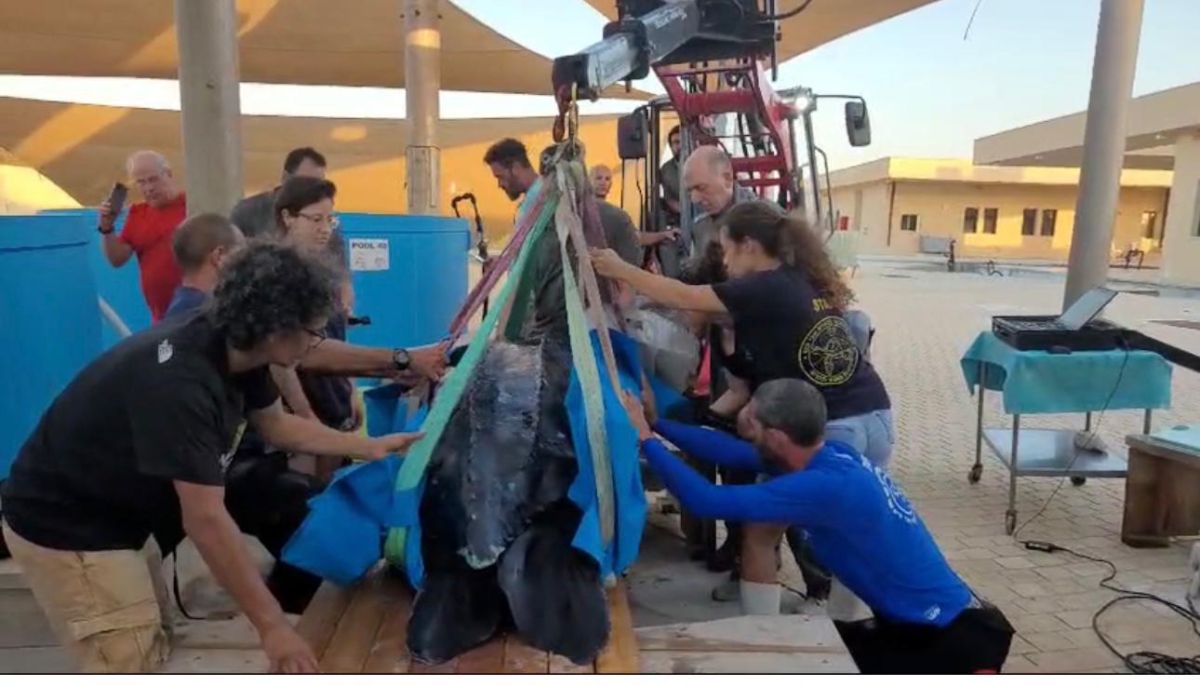 צב הים הגדול בעולם הגיע פצוע לחופי ישראל