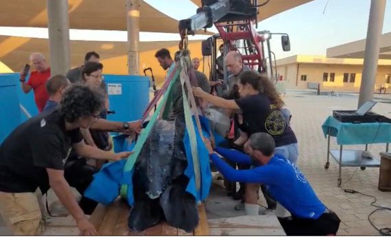 צב הים הגדול בעולם הגיע פצוע לחופי ישראל