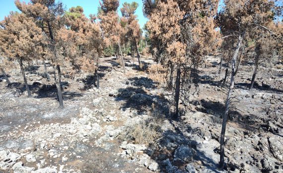 בתי הגידול של בעלי החיים נהרסו: המלחמה הסבה נזק עצום לטבע