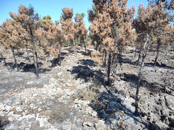 בתי הגידול של בעלי החיים נהרסו: המלחמה הסבה נזק עצום לטבע