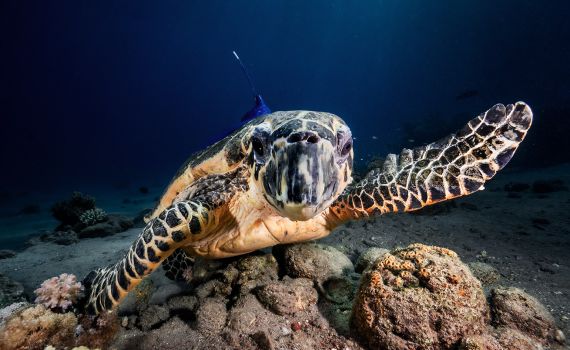 לאחר 27 שנים במצפה התת ימי: 3 צבות ים שוחררו לים הפתוח