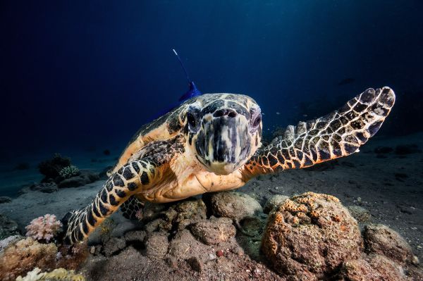 לאחר 27 שנים במצפה התת ימי: 3 צבות ים שוחררו לים הפתוח