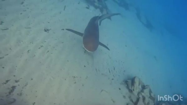 התחדשו החיפושים אחרי האדם שהותקף על ידי כרישים