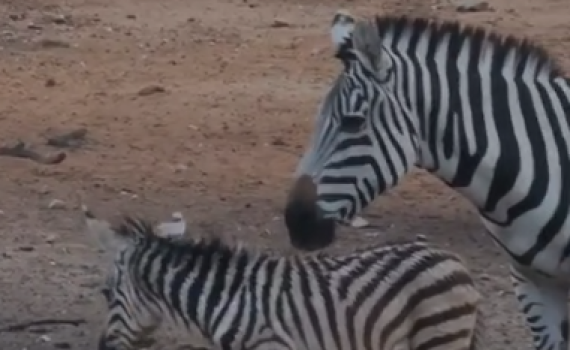 רגע של נחת: 3 הזברות הקטנטנות מקפצות לצד אמא זברה