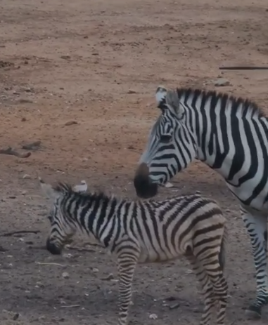 רגע של נחת: 3 הזברות הקטנטנות מקפצות לצד אמא זברה