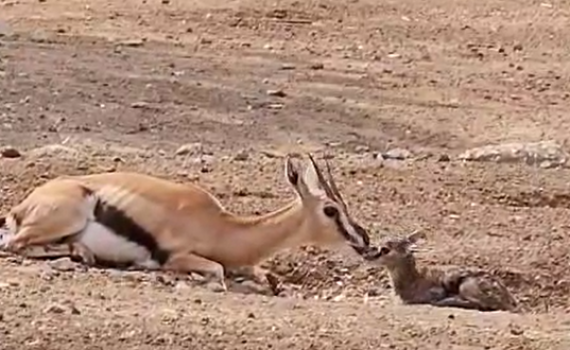 רגע אחרי ההמלטה: העופר הקטן מקפץ בסוואנה