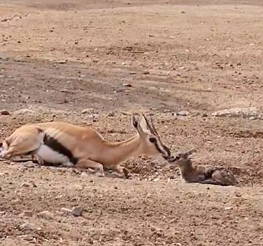רגע אחרי ההמלטה: העופר הקטן מקפץ בסוואנה