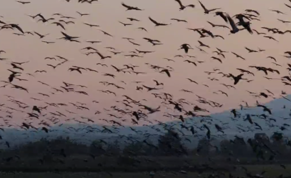לצד הכטב"מים: כ-25,000 עגורים פרשו כנף באגמון החולה