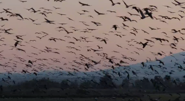 לצד הכטב"מים: כ-25,000 עגורים פרשו כנף באגמון החולה